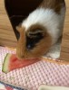 이토콘